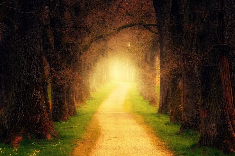 Enchanted Forest Trail