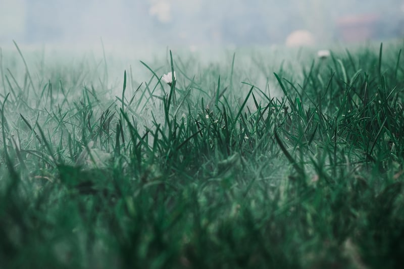 Mystical Mist